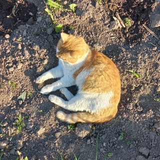 Telegram profile photo for snejugal обо всём