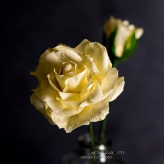 Telegram profile photo for ❤دنیای شیرین هانی❤