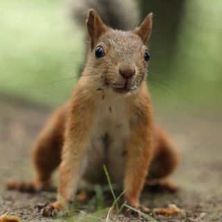 Telegram profile photo for Бельчонок Гвидоша из Остафьево 🥜
