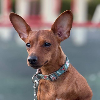 Telegram profile photo for цверг холли 🐕