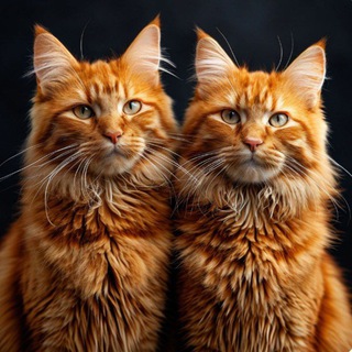Telegram profile photo for Любовь, мем и котики