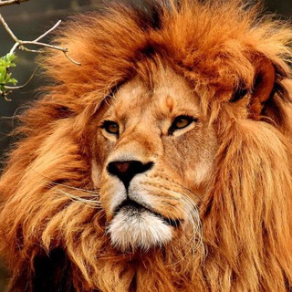 Telegram profile photo for Live Nature