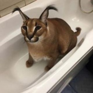Telegram profile photo for Спотифай взлом ряльно