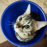 Telegram profile photo for кошочки каждый день (ну почти)