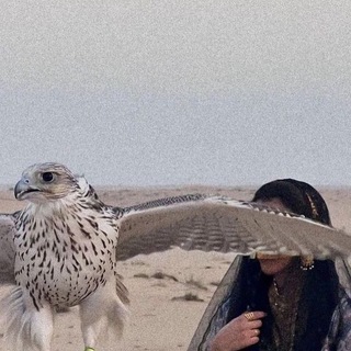 Telegram profile photo for ᷂ميثاق .