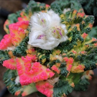 Telegram profile photo for 🌱گلخانه پارادایس طالخونچه 🌱