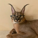 Telegram profile photo for Professor Shlöpa