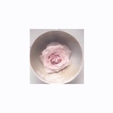 Telegram profile photo for ︎