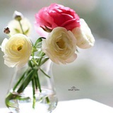 Telegram profile photo for بام کوهساران