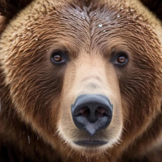 Telegram profile photo for Der Bayer Kanal