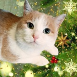 Telegram profile photo for Кошки и собаки ищут дом