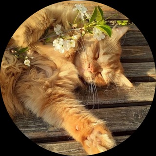 Telegram profile photo for Снос живодеров