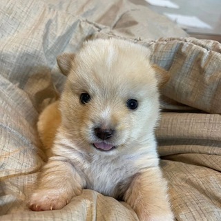 Telegram profile photo for Boppy CTO - Portal