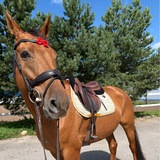 Telegram profile photo for шоуджампер на рыжем