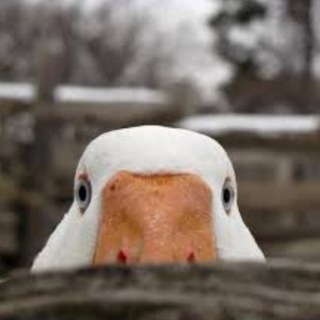 Telegram profile photo for Бьелса не оценит