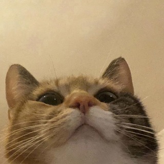 Telegram profile photo for Cute Cats Memes!!!!