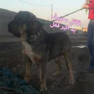 Telegram profile photo for کانال گورا.عکس و فیلم جنگ سگهای قهرمان