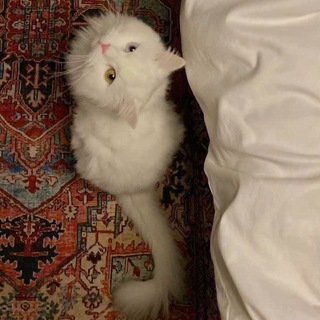 Telegram profile photo for ایران ناگفته✨️