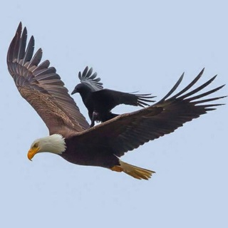 Telegram profile photo for کنکور روان شناسی و مشاوره