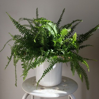 Telegram profile photo for plantsharing & -advice leipzig