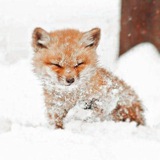 Telegram profile photo for Дом лиса