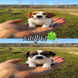 Telegram profile photo for кадры🐶