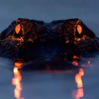 Telegram profile photo for Swampkiller