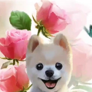 Telegram profile photo for 🐶💥 Наши друзья, милашки 💥🐶