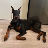 Telegram profile photo for Вытаскиваем Добби с того света💔