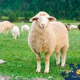 Telegram profile photo for بطيخه