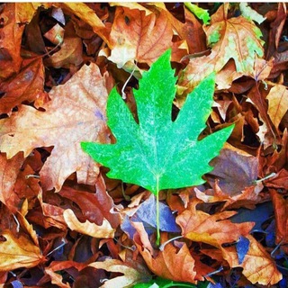 Telegram profile photo for 🍁Storlove🌿