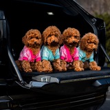 Telegram profile photo for WOW Poodle ❤️ Той-пудель Смирновых