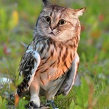 Telegram profile photo for OwlKitty Coin