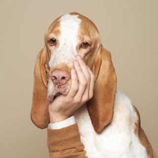 Telegram profile photo for Amazing animals π¦