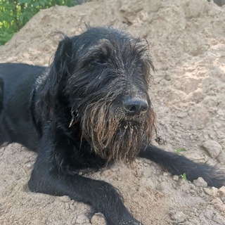 Telegram profile photo for Стёпка
