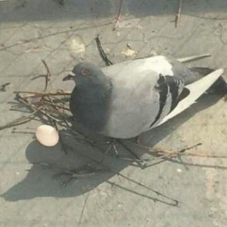 Telegram profile photo for The Perch