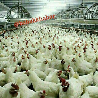 Telegram profile photo for قیمت مرغ زنده پیرانشهر