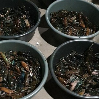 Telegram group profile photo for 5Star Lobster Air Tawar dan Ikan Hiasan