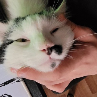 Telegram profile photo for fido:/линия_егора_неверлейна