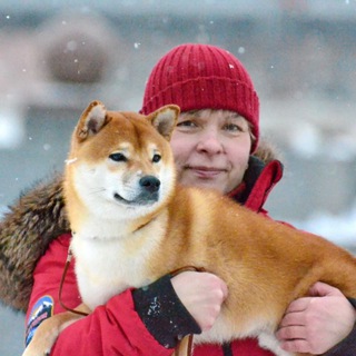 Telegram profile photo for 🅢🅗🅘🅑🅐 🦊 🅓🅩🅔🅜🅑🅘 Питомник СИБА ИНУ ДЗЕМБИ/щенки СИБА