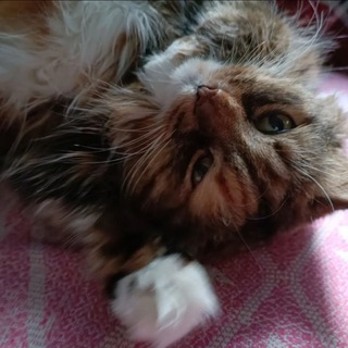 Telegram profile photo for херота кошачья 🐈