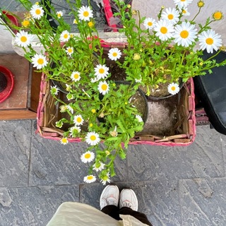 Telegram profile photo for چیزی شبیه نخی در باد