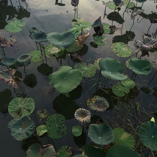 Telegram profile photo for swamp centraal