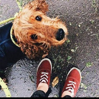 Telegram group profile photo for Животные на районе