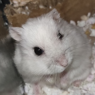Telegram profile photo for r/hamsters