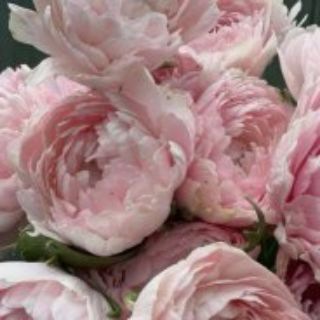 Telegram profile photo for peony