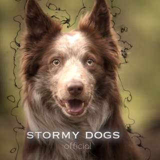 Telegram profile photo for 𝐒𝐓𝐎𝐑𝐌𝐘 𝐃𝐎𝐆𝐒