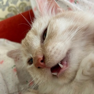 Telegram profile photo for Кисы говорят мяу