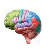 Telegram profile photo for The Best Medical 🧠🦴🧠🦴👀information