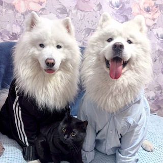Telegram profile photo for Самоеды Скай и Тор, немного кота Зевса и шиншилл